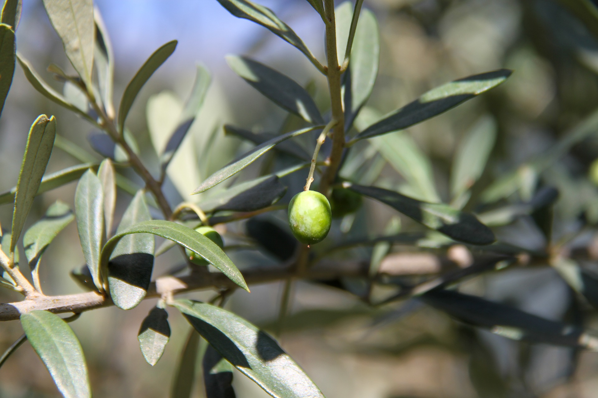 olive 4468611 1920